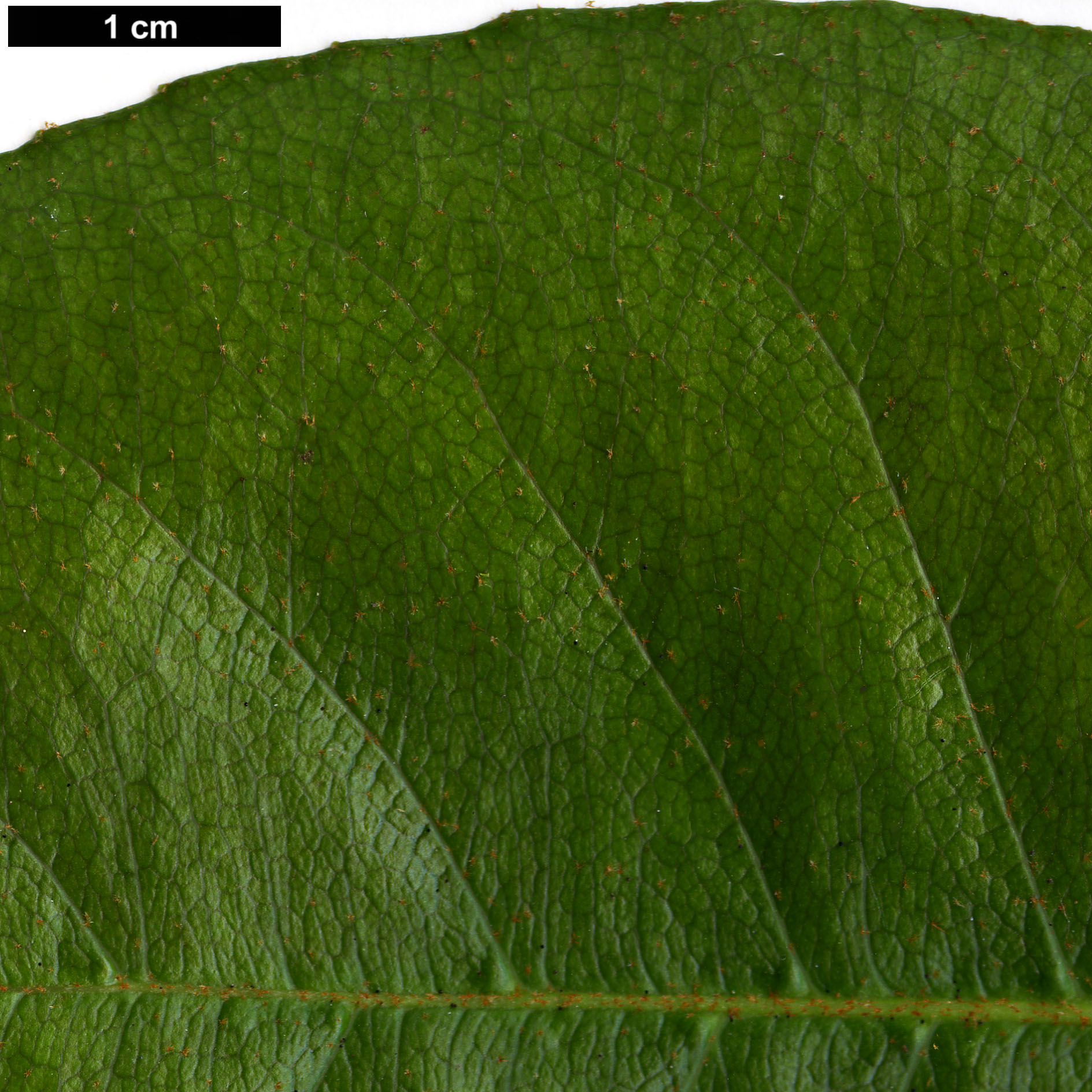 High resolution image: Family: Hydrangeaceae - Genus: Hydrangea - Taxon: peruviana × H.serratifolia 